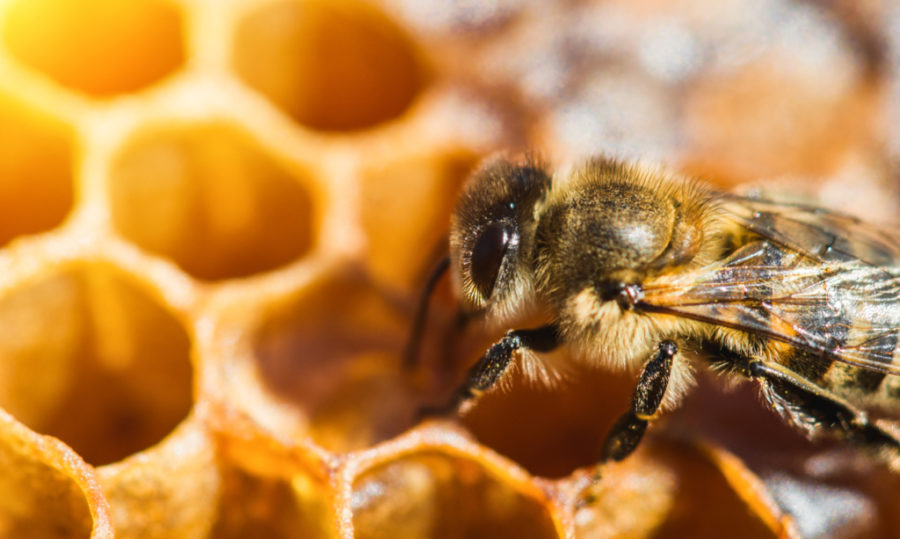 New food tech news: Making honey without bees