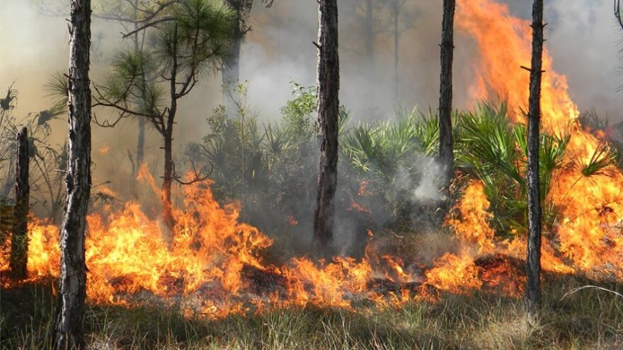 What is the status of the wildfires in Florida?