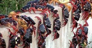 Red crabs are causing a disturbance in Cuba | | madison.com