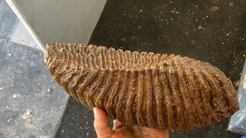 Mammoth tooth found while scalloping
