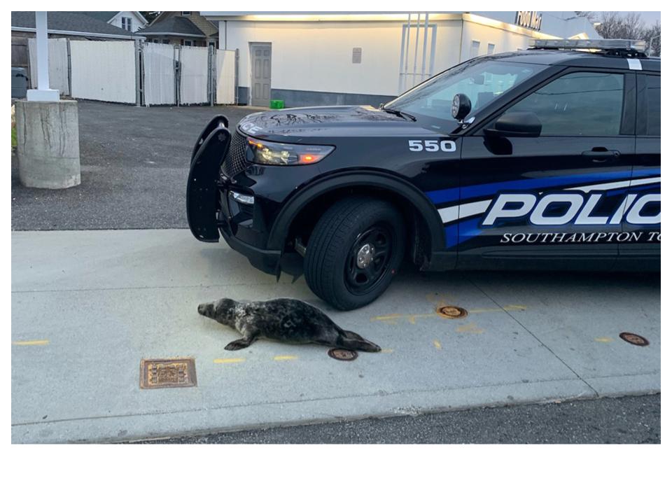 Seal found wandering around the streets of Long Island