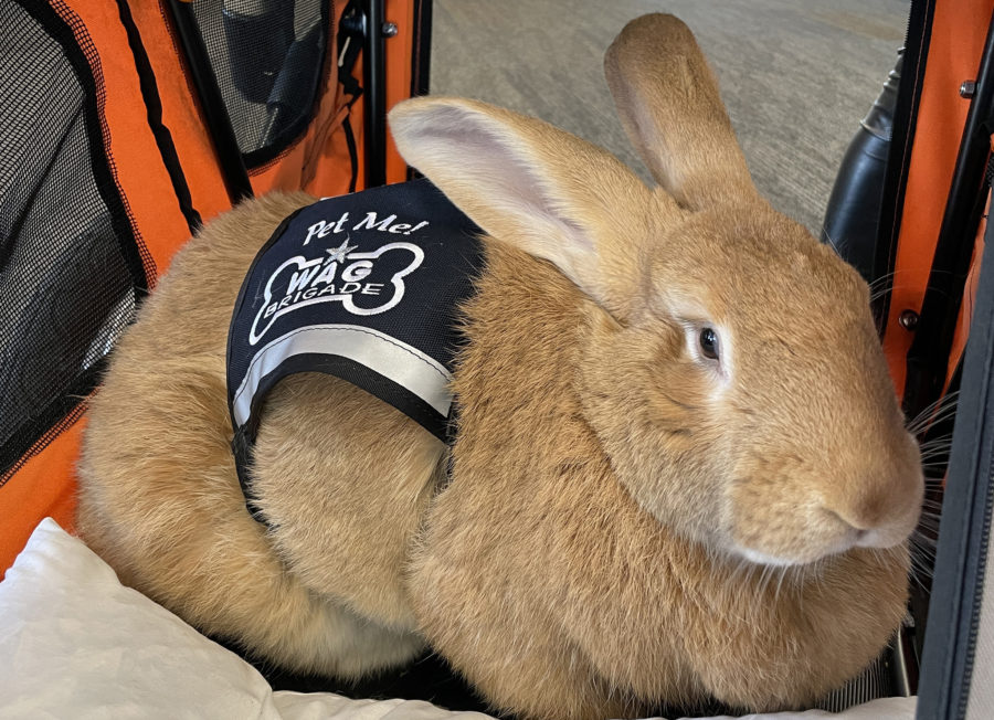 Alex the Great Is a 28-pound Rabbit — and the Newest Employee at San Francisco International Airport