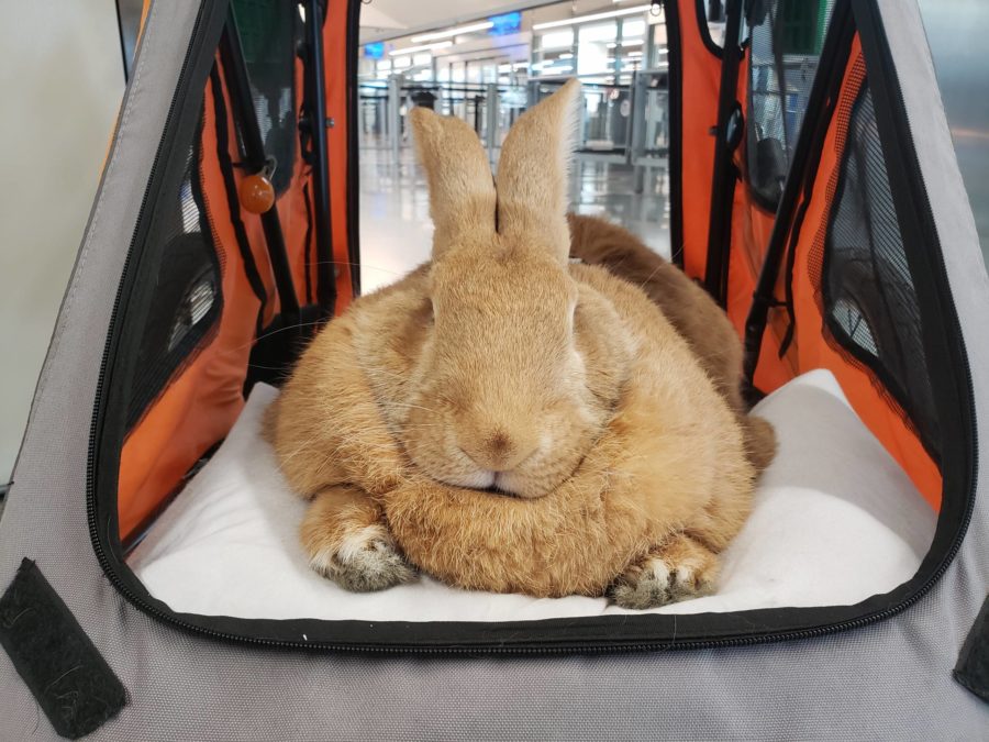 top news without bias, Alex the Great Is a 28-pound Rabbit — and the Newest Employee at San Francisco International Airport, subscribe to News Without Politics