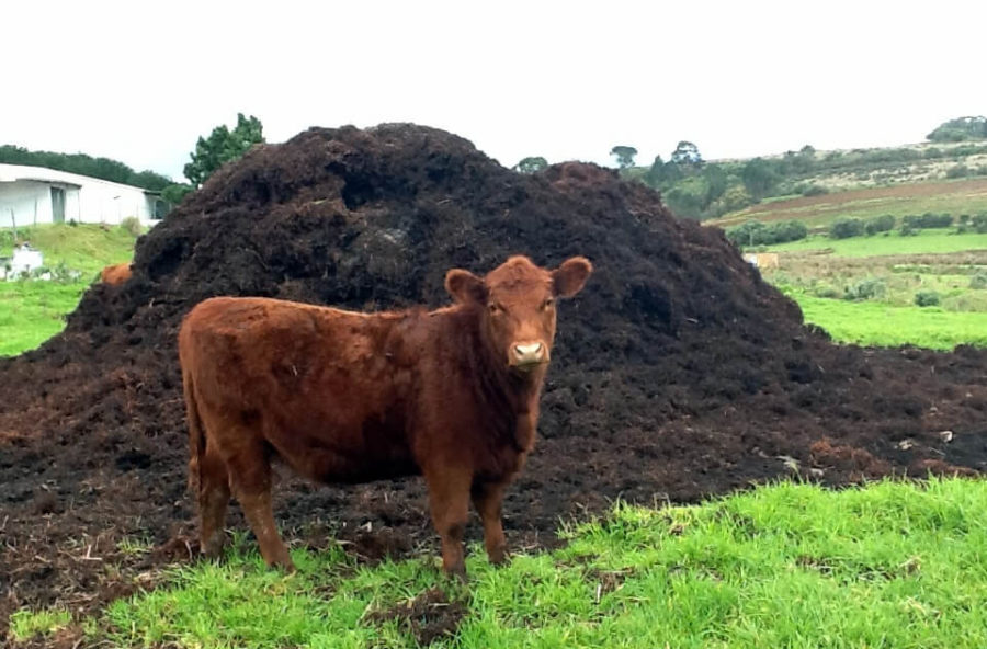 Dung power: Tapping into a new energy cash cow