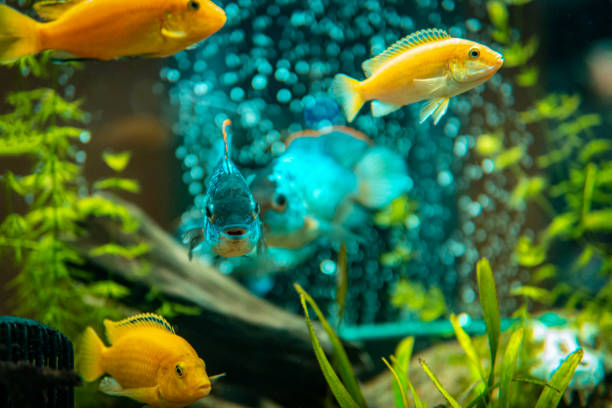 How do fish perform simple addition and subtraction? Study shows…
