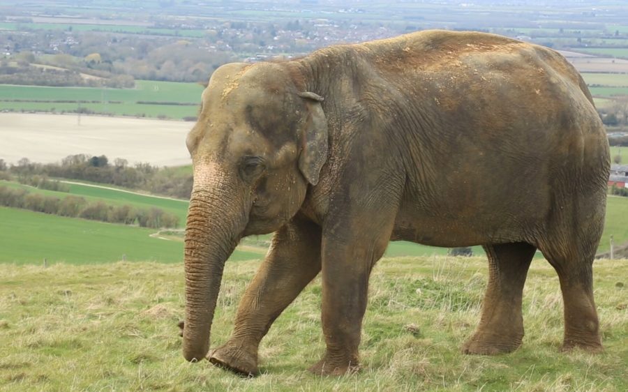 Watch: How Do You Help An Elephant With A Toothache?