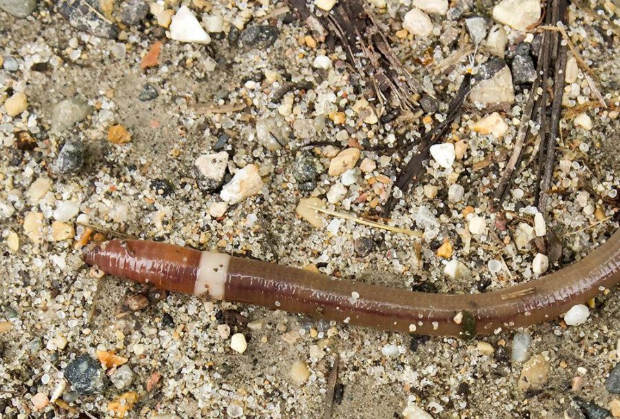 Invasive Jumping Worms Have Been Found Across the Country!