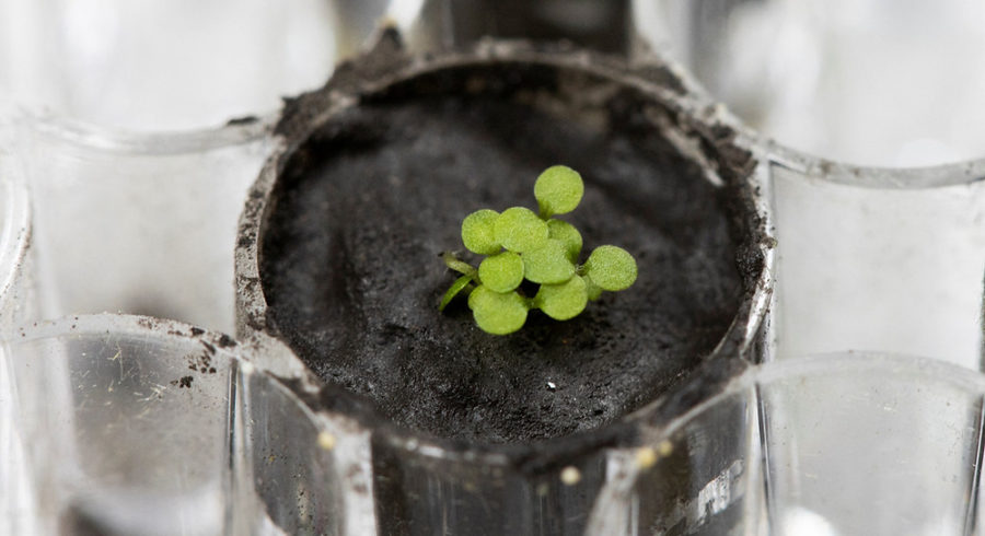 A first: Scientists grow plants in soil from the Moon!
