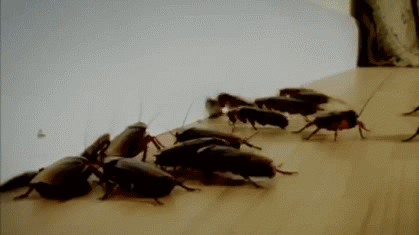 Hundreds of roaches released in New York court