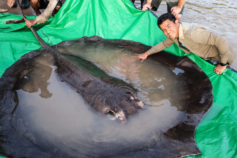 This is the largest freshwater fish ever caught hooked in Cambodia!