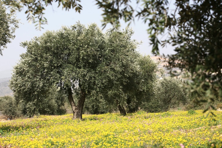 Olive trees first domesticated 7000 years ago-study finds