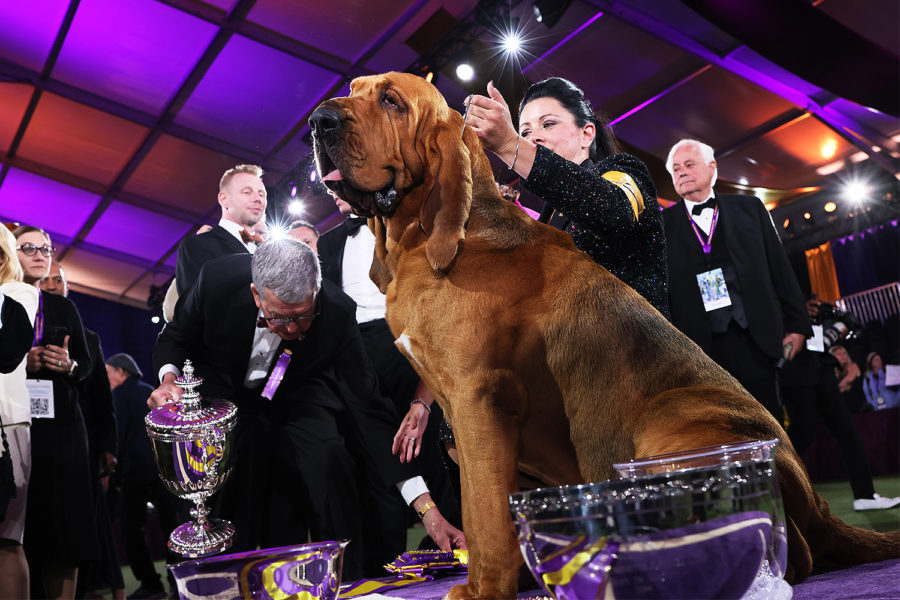 Trumpet the Bloodhound Wins Best in Show at the 2022 Westminster Dog