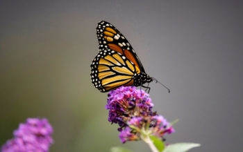 Monarch butterflies now classified as endangered, News Without Politics, news without bias