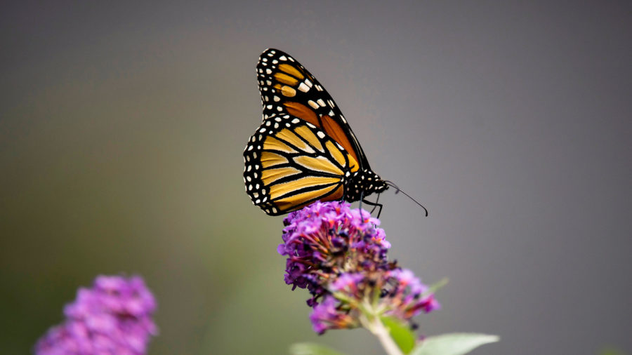 Monarch butterflies now classified as endangered