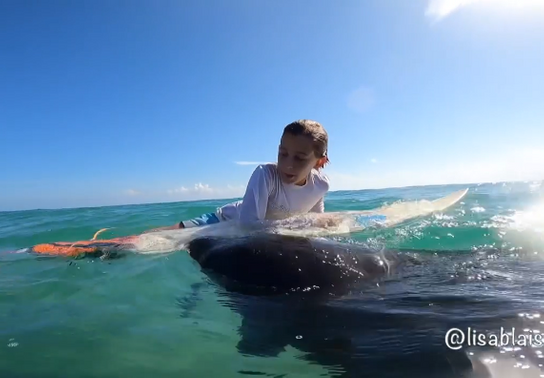 Manatee snatches surfboard from young surfer