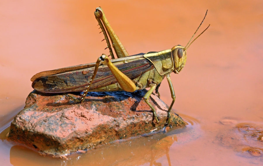 Cancer breakthrough: Locusts can smell cancer