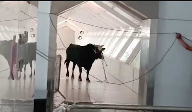 Bull races through streets ending up in a bank