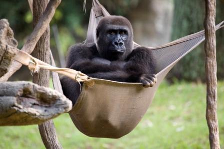 Weird new vocalization detected by gorillas